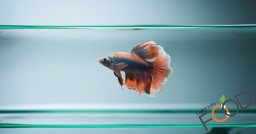 Can Betta Fish Survive Alone?