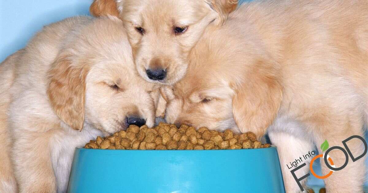 How Many Cups In A Pound Of Dog Food