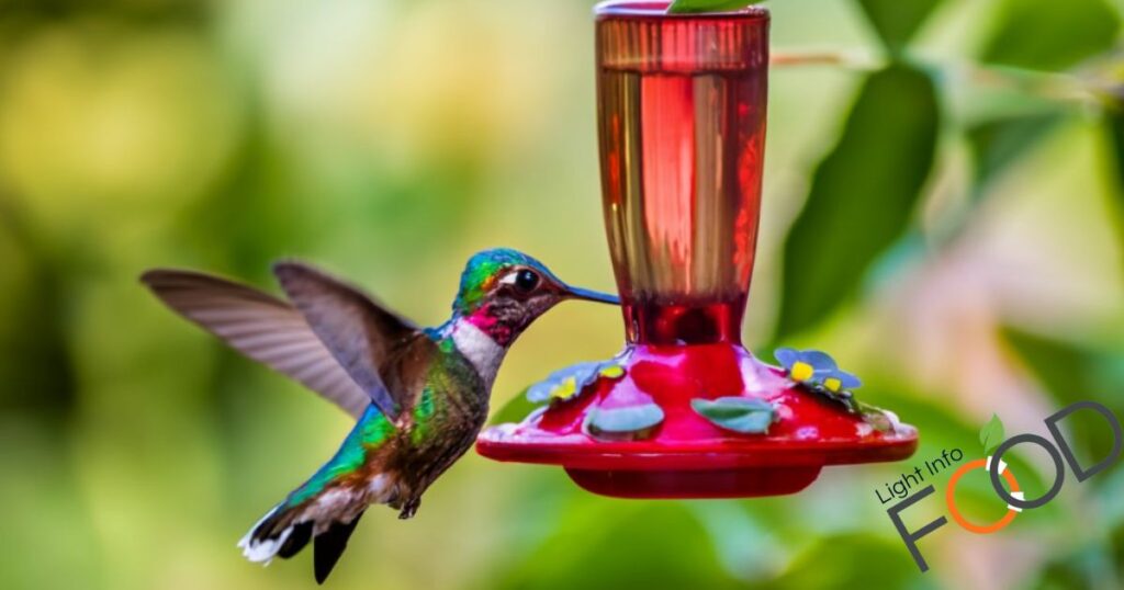 How Often Should Hummingbird Food Be Changed?