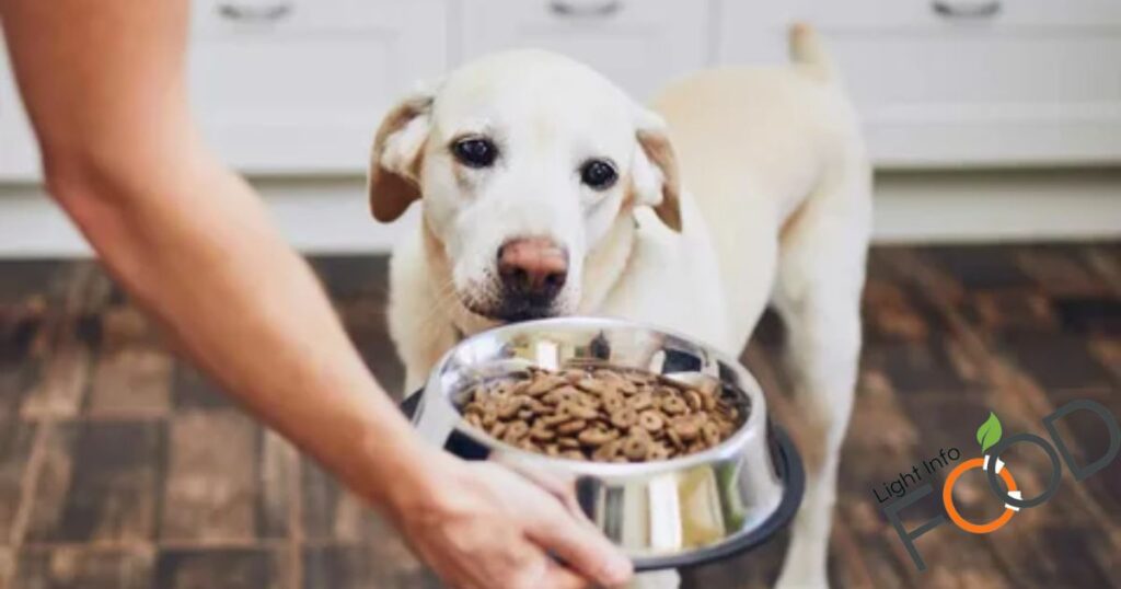 How Many Times A Day Should A Puppy Eat Royal Canin?